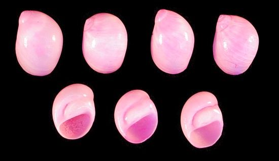 Dyed Pink Moon Shells measuring 1/2 to 1" Sold by the 1/4 LBS