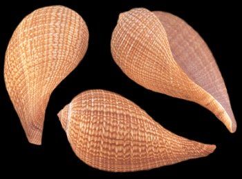 Fig (Ficus Ficus) Shells measuring 2 to 3"  Sold Each
