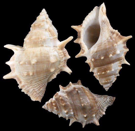 Frog Shells measuring 2 to 2 1/2"  Sold Each