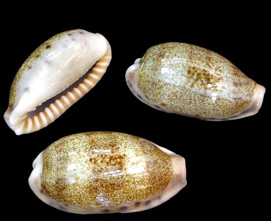 Erronea Caurica Cyprea shells measuring 1 to 1 1/2"  Sold Each