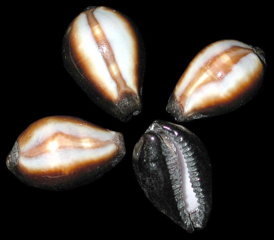 Erronea Onyx Cypraea Shells measuring 1 to 1 3/4" Sold Each