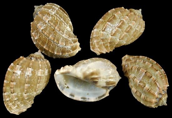 Harpa Davidis Shells measuring 2 to 3"  Sold Each