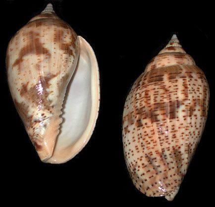 Harpulina Shells measuring 2 to 2 1/2"  Sold Each