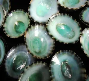 Green Limpet Shells measuring 1/4 to 1" mostly under an inch Sold Each