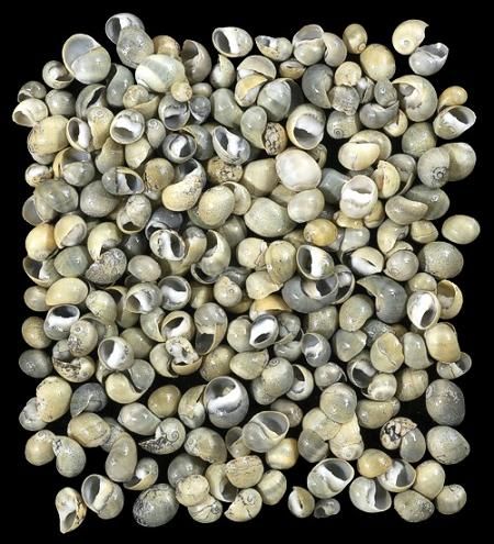 Yellow Green mix Littorina Shells measuring 1/8" or Less  Sold by the 1/4 LBS