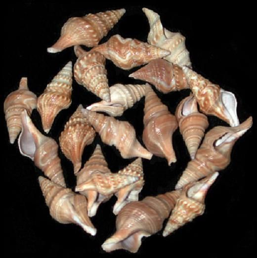 Javana Shells measuring 1/2 to 1 1/2" Sold by the 1/4 pound