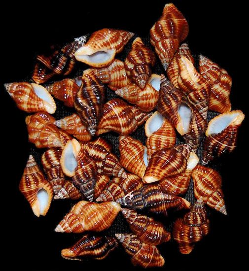 Latrius Gibbucus Shells measuring Approximately 3/4" Sold By The Ounce
