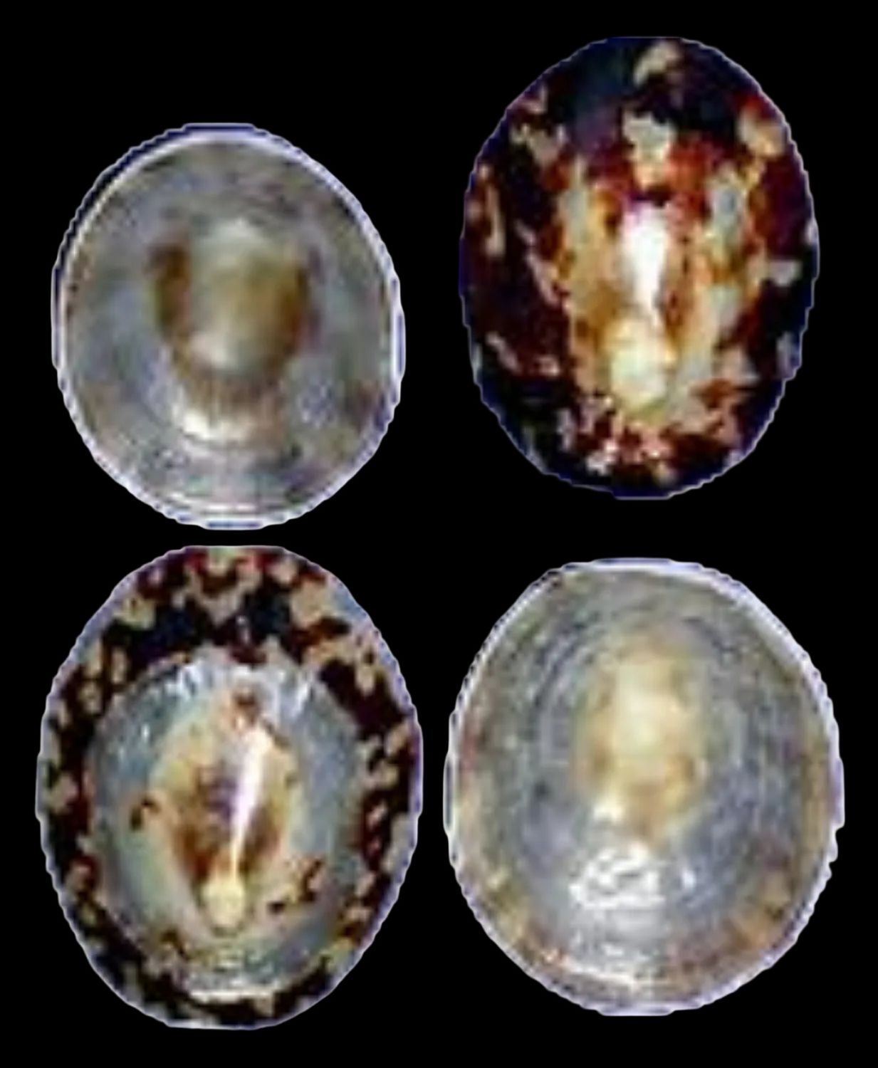 Polished Oval Hawaiian Limpet Shells measuring 1 1/2 to 2" Sold Each