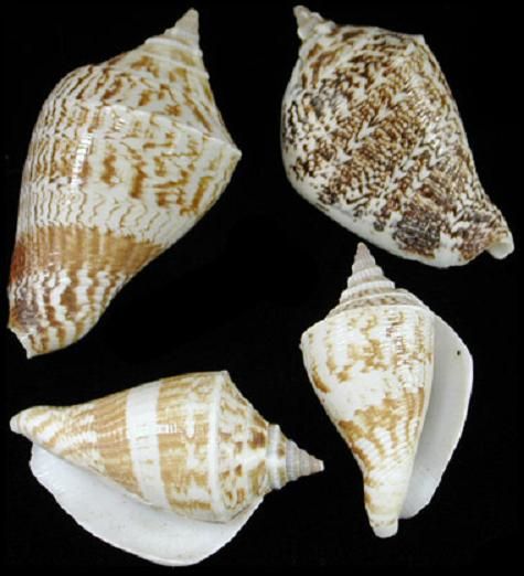 Marginatus Shells measuring approximately 2"  Sold by the 1/4 LBS