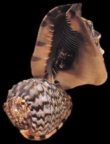 King Helmet Shells meaasuring 8 to 9"  SOLD OUT