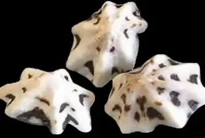 Star Limpet Shells measuring 1" or Less Sold by 1/4 LBS