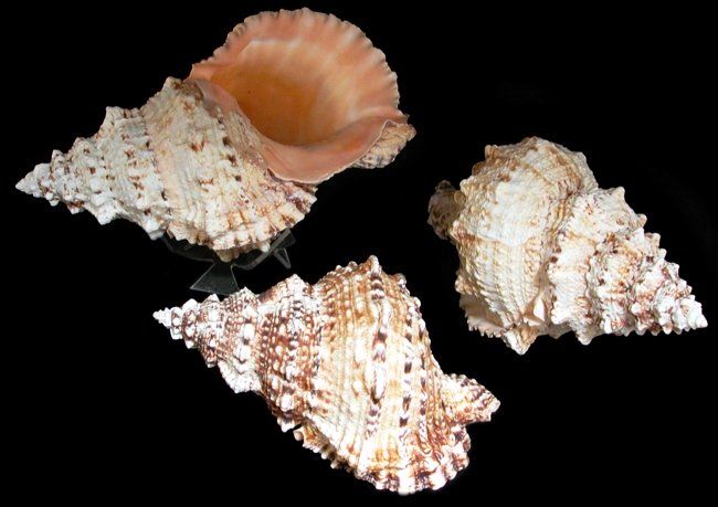 Pacific Lampas Shells measuring 9 to 10"  SOLD OUT