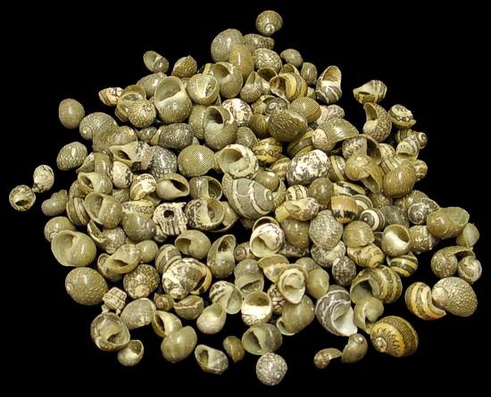 Black Green mix Littorina measuring 1/8" or Less Sold by the 1/4 LBS