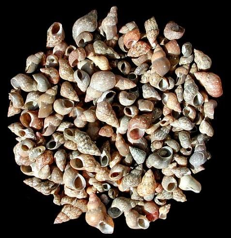 Brown Melissa Shells measuring 1/4" or Less  Sold by the 1/4 pound