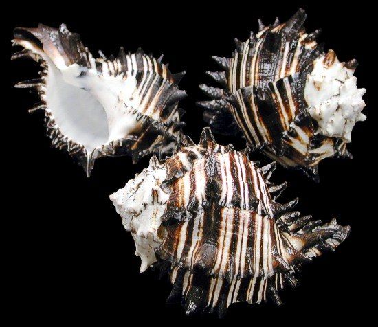 Black Murex Shells measuring 3 to 4" Sold Each