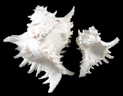 Ramosus Murex Shells measuring 7 to 8" Sold Each