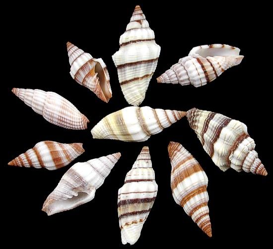Mitre Shells measuring 3/4 to 1 1/4" Sold by the 1/4 pound