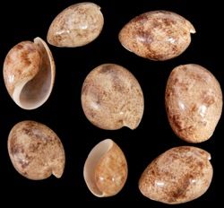 Bailer Melon Shells measuring 1 1/2 to 2"   Sold each