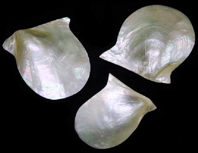 Natural Mother of Pearl measuring 2 to 3" Sold Each