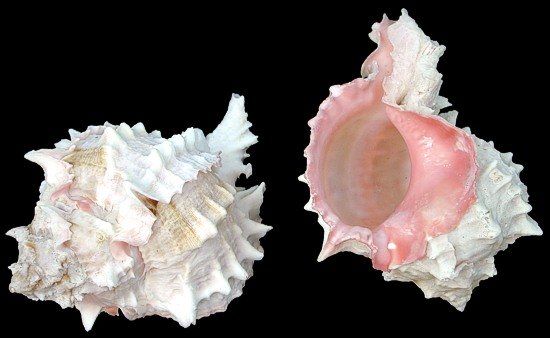 Pink Throat Murex Shells measuring 3 to 4"  Sold Each