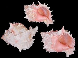 Pink Throat Murex Shells measuring 4 to 4 1/2"   SOLD OUT