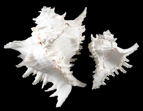 Ramosus Murex Shells measuring 4 to 5"  Sold Each