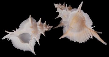 Murex Alabaster Shells measuring 4 to 5"   SOLD OUT