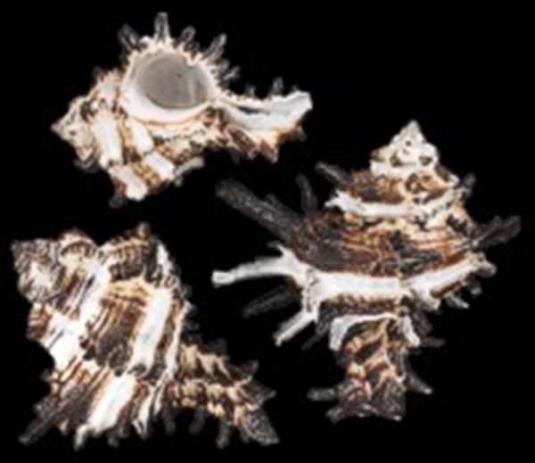 Indivia Murex Shells measuring 1 1/2 to 3" Sold by the 1/4 pounds