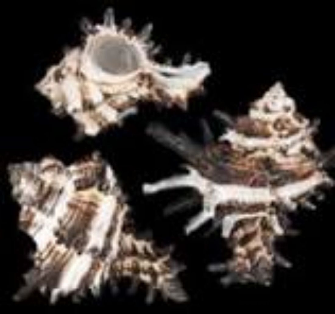 Vasum Murex Shells measuring 1 1/2 to 2" Sold by the 1/4 pound