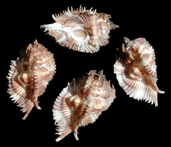 Murex Miyokoae Shells measuring approximately 1 1/2"  SOLD OUT