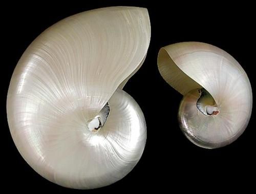 Whole Pearl Nautilus Shells measuring 6"  Sold Each