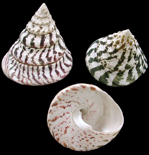 Niloticus (Natural) 4 to 5" Shell Sold Each