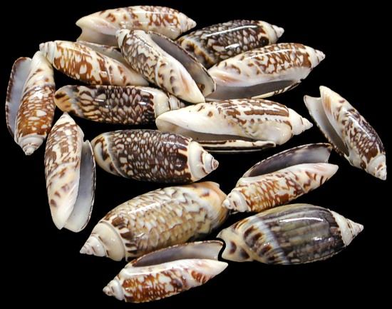 Gibbosa Olive Shells measuring 3/4 to 1 1/2" Sold By The 1/4 pound