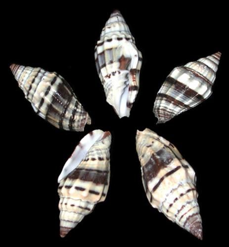 Giant Mitra Shells measuring Approximately 1 1/2"  Sold Each
