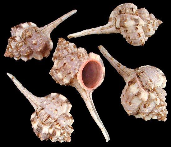 Haustellum Murex Shells measuring 3 to 4"  Sold Assorted Each