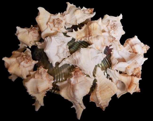 Virgineus Murex Shells measuring 2 to 3 1/2" Sold Each