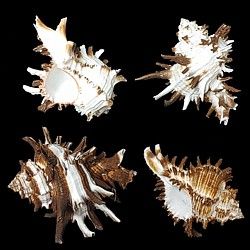 Indivia Long Spine Murex Shells measuring 3 to 4" Sold Each