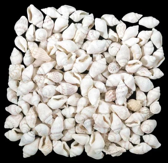 White Nassa Shells measuring 1/4" or less Sold by the 1/4 pound