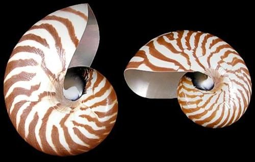 Whole Tiger Nautilus Shell measuring 6"  Sold Each