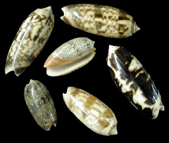 Mixed Olive Shells measuring 1/2 to 1"  Sold by the 1/4 pound