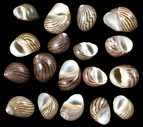 Mixed Columbella Nerite Shells measuring 3/8 to 5/8"  Sold by the 1/4 pound