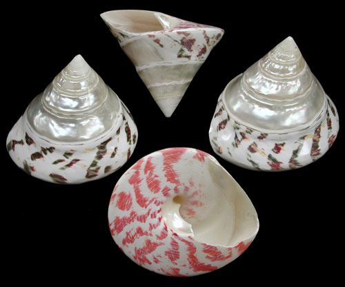 Pearl Top Niloticus Shells measuring 3 to 3 1/2"  Sold Each