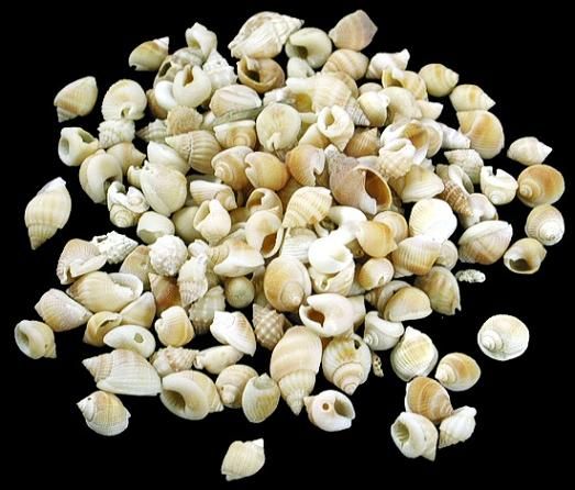 Nutmeg Orange) 1/4 to 3/8" Shells Sold by the  1/4 pound