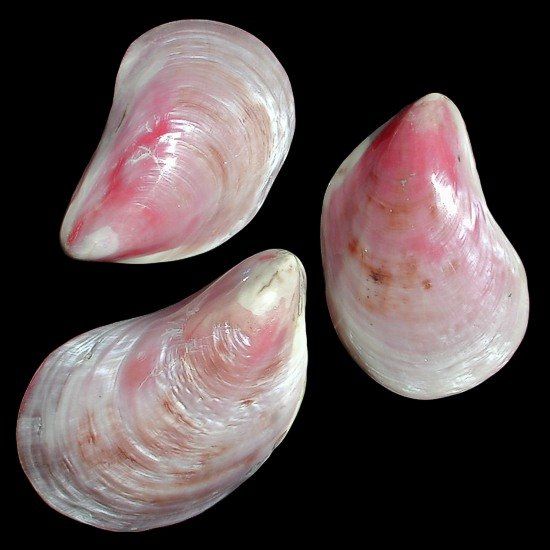 Seloy Oyster Shell Pairs measuring  at least 4" Sold Each