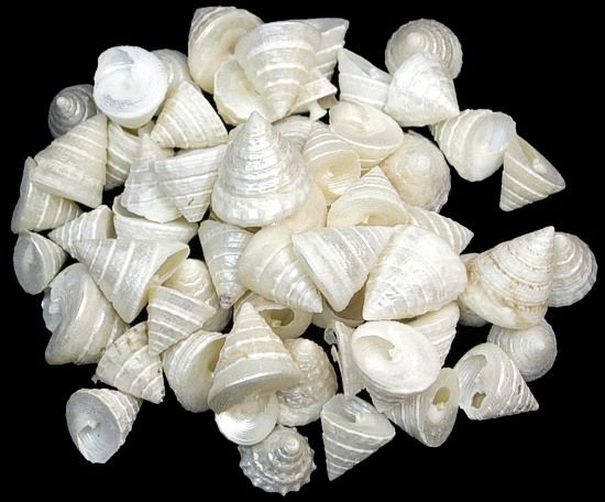 Pearl Among Pong Shells measuring 3/8 to 1" Sold Each