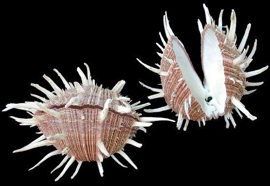 Spondylus Regious Oyster Shell Pairs measuring  3 to 4"  Sold Each