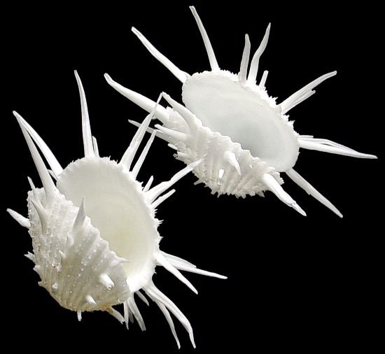 Spondylus Imperalis Oyster Shell Pairs measuring 3 to 4" SOLD OUT