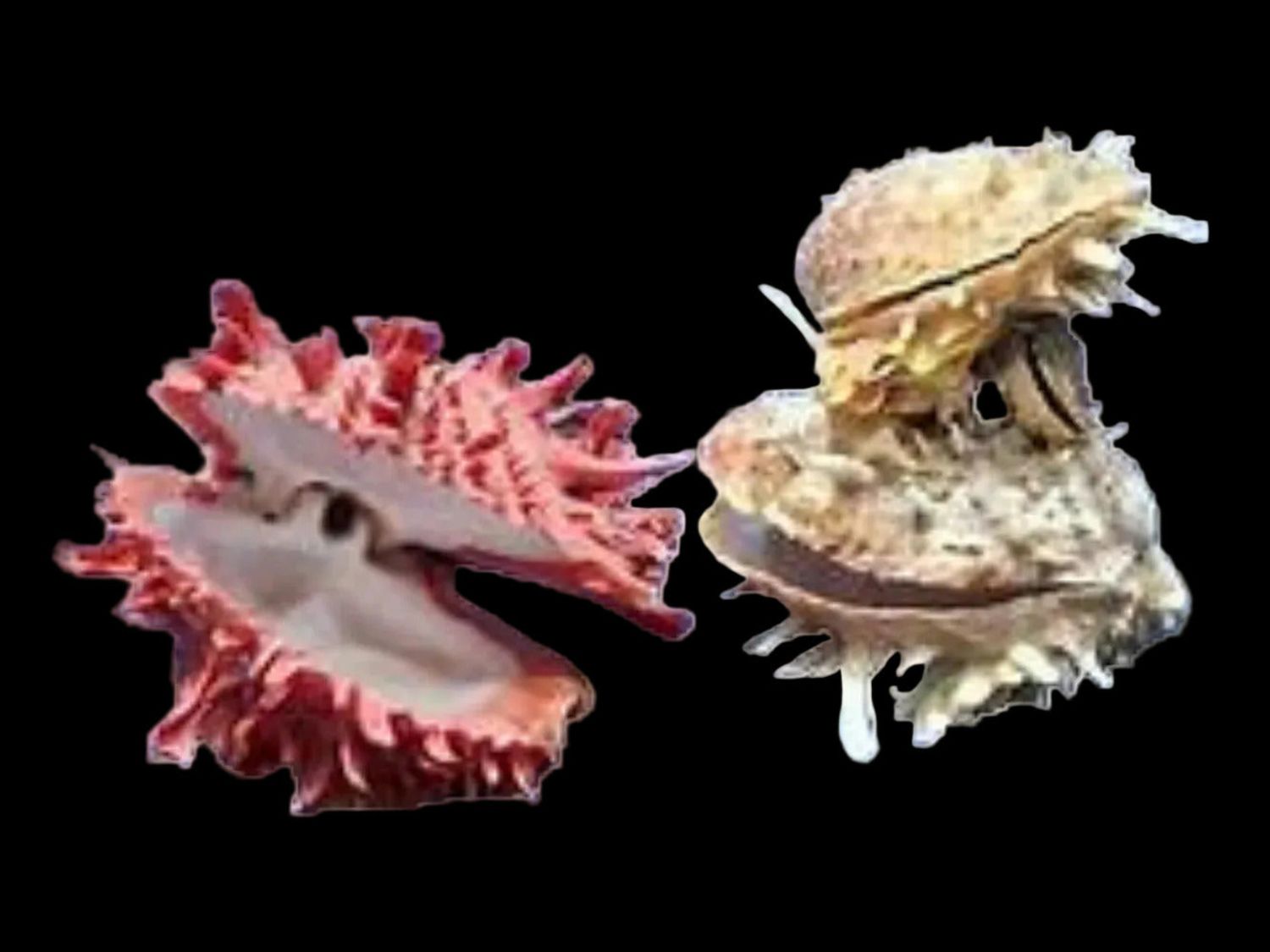 Spiny Assorted Oyster Shell Pairs measuring 2 1/2 to 4"  Sold Each