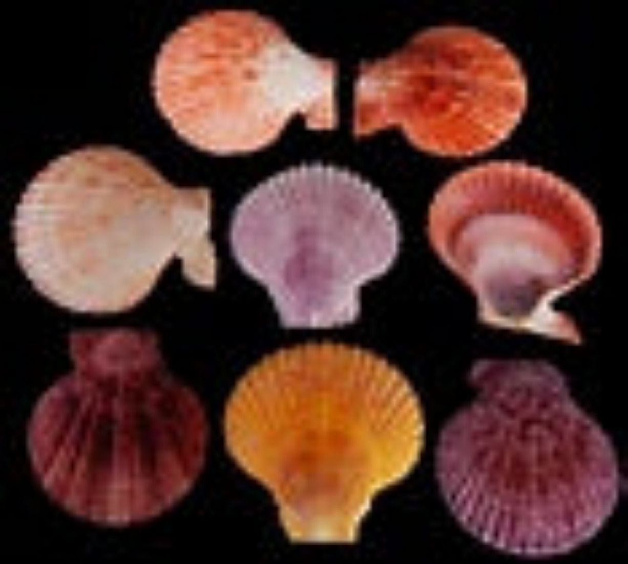 Noble Single Assorted Pectins measuring 2 to 2.5" Sold Each    42726