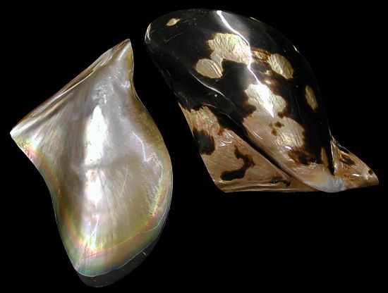 Brown Lip Polished Oyster Shells measuring 3 to 4" Sold Each